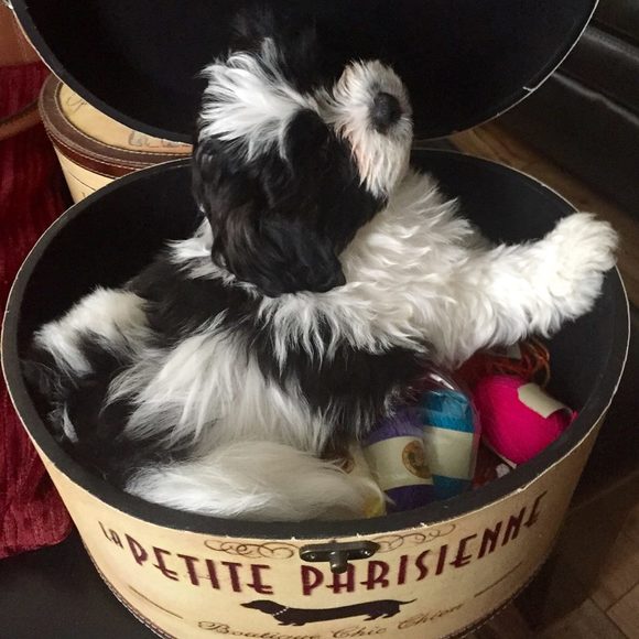 Meet your Posher, Sandi - Picture 1 of 1